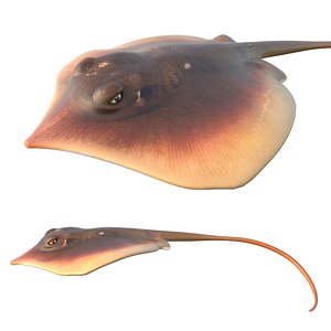 Atlantic Stingray fish