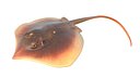 Atlantic Stingray fish