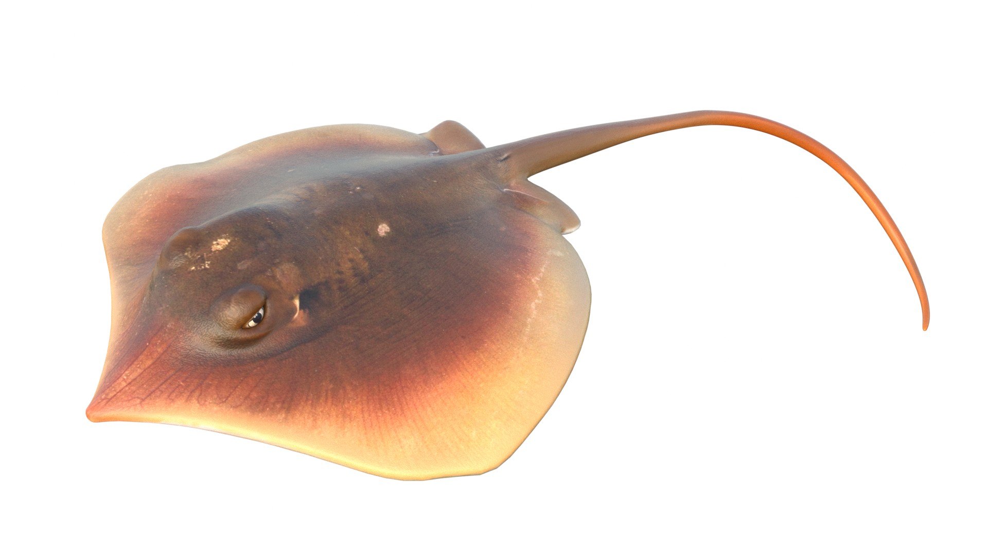 3D 50 Fish Sea Creature Collection v3 https://p.turbosquid.com/ts-thumb/4p/HdvnuR/zD/1/jpg/1789474218/1920x1080/fit_q87/c5996409428195e536442538930da1e14fa4198c/1.jpg