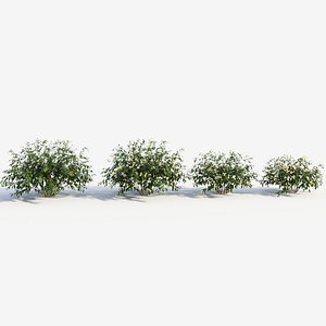 Honeysuckle
