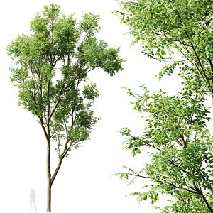 HQ Plants Celtis Australis