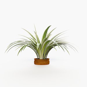 Chlorophytum comosum -Spider Plant 3D model