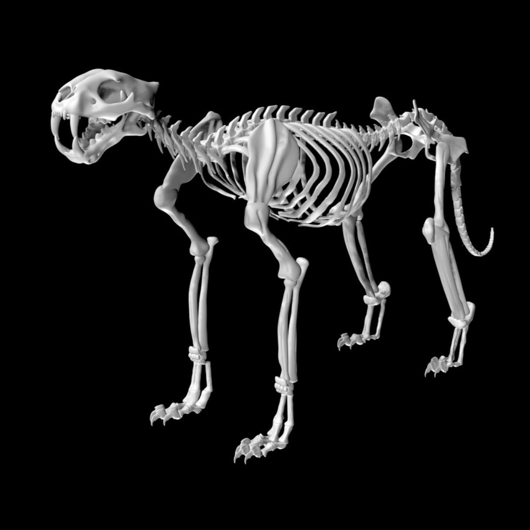 Tiger Skeleton 3D Model - TurboSquid 1886475