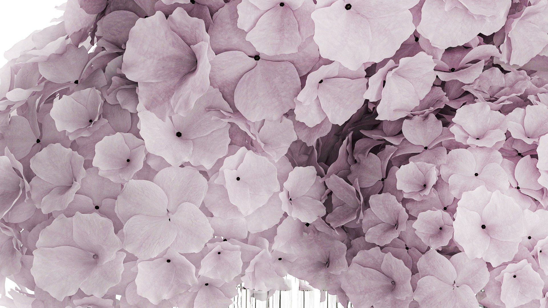 Modern Realistic Bouquet glass Vase Lilac Hydrangea 620 model https://p.turbosquid.com/ts-thumb/4p/OH2Nmr/Jq/1bouquet150907/jpg/1758195793/1920x1080/fit_q87/c39dcd644fb387f7e594db1b81488ec6ef82f1a4/1bouquet150907.jpg