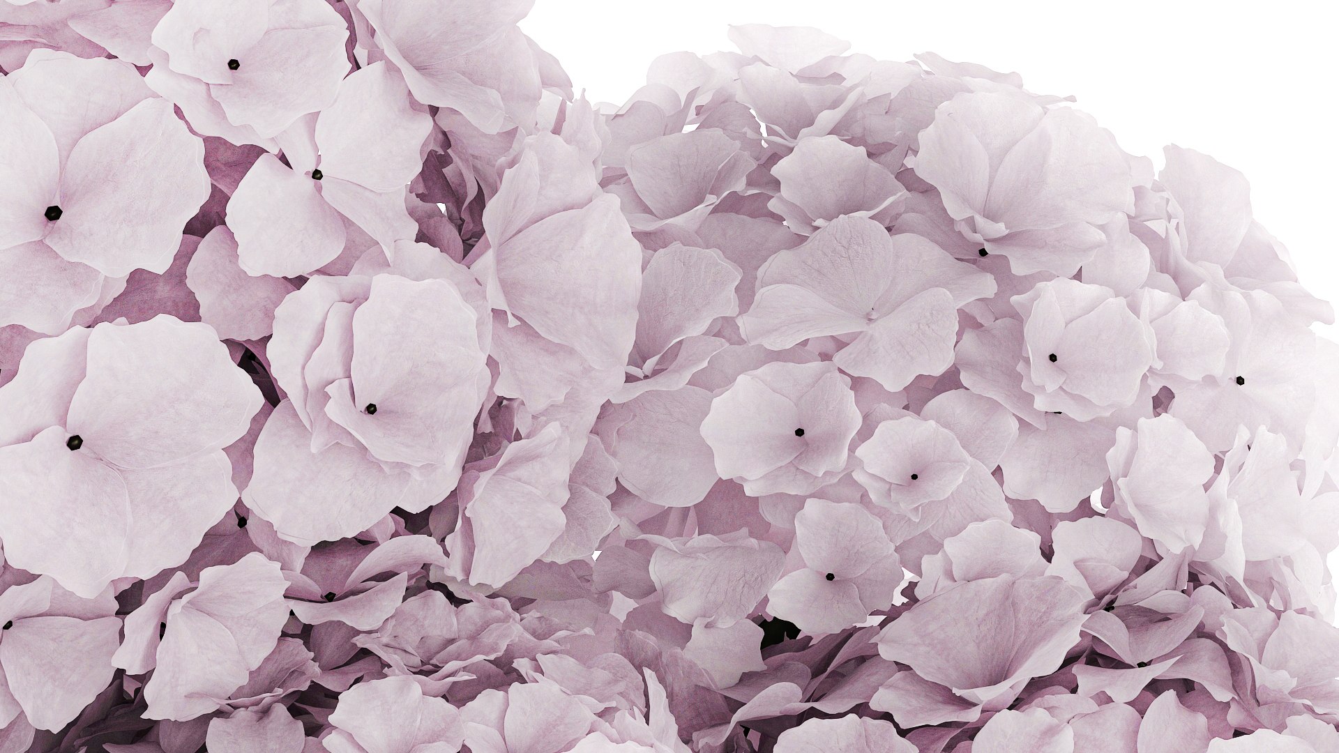 Modern Realistic Bouquet glass Vase Lilac Hydrangea 620 model https://p.turbosquid.com/ts-thumb/4p/OH2Nmr/Tk/1bouquet150908/jpg/1758195794/1920x1080/fit_q87/e6974794bfdfbdefbff565c8daebd2d90d4833b0/1bouquet150908.jpg