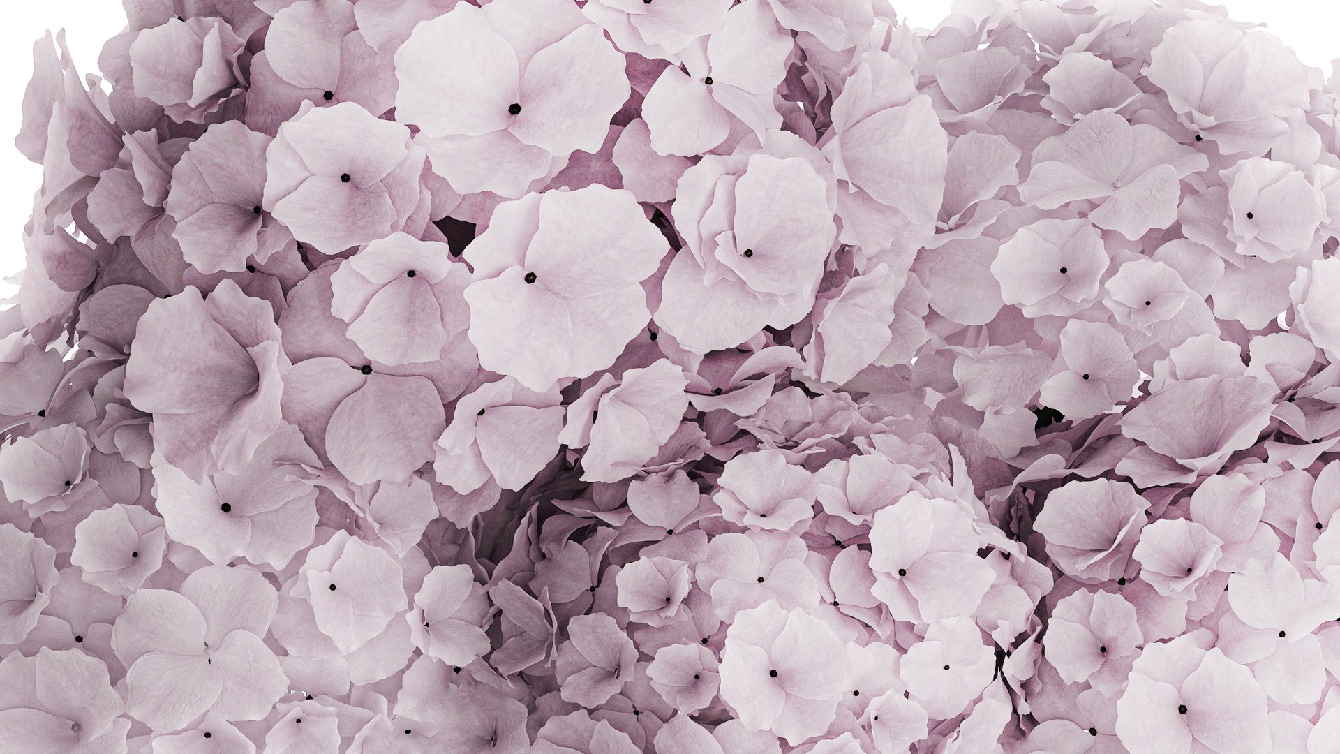 Modern Realistic Bouquet glass Vase Lilac Hydrangea 620 model https://p.turbosquid.com/ts-thumb/4p/OH2Nmr/Wm/1bouquet150906/jpg/1758195793/1920x1080/fit_q87/1009a63d14c122d731bdaf43797d39c5777553f5/1bouquet150906.jpg