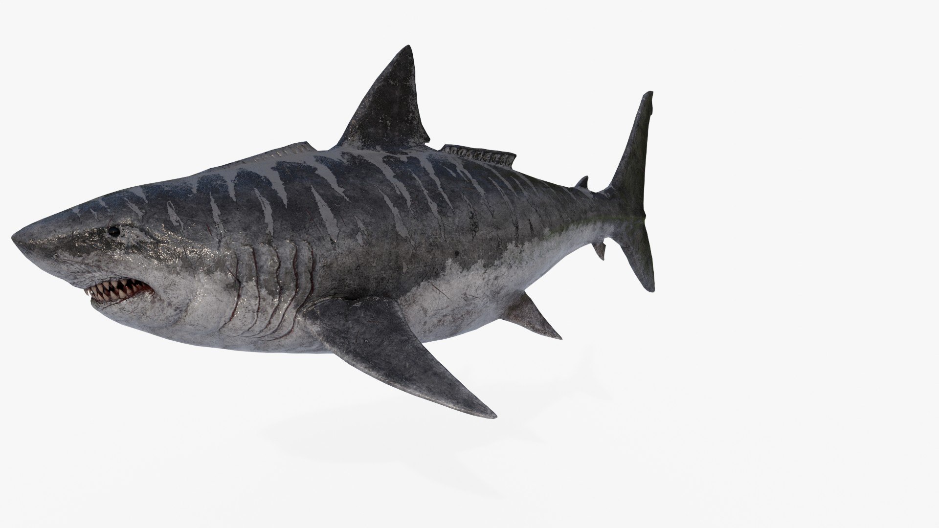 modelo 3d Megalodon - TurboSquid 2021621