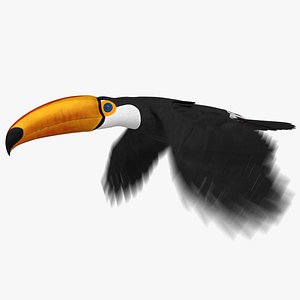 3D toco toucan animation