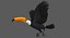 Toco Toucan (Animated)