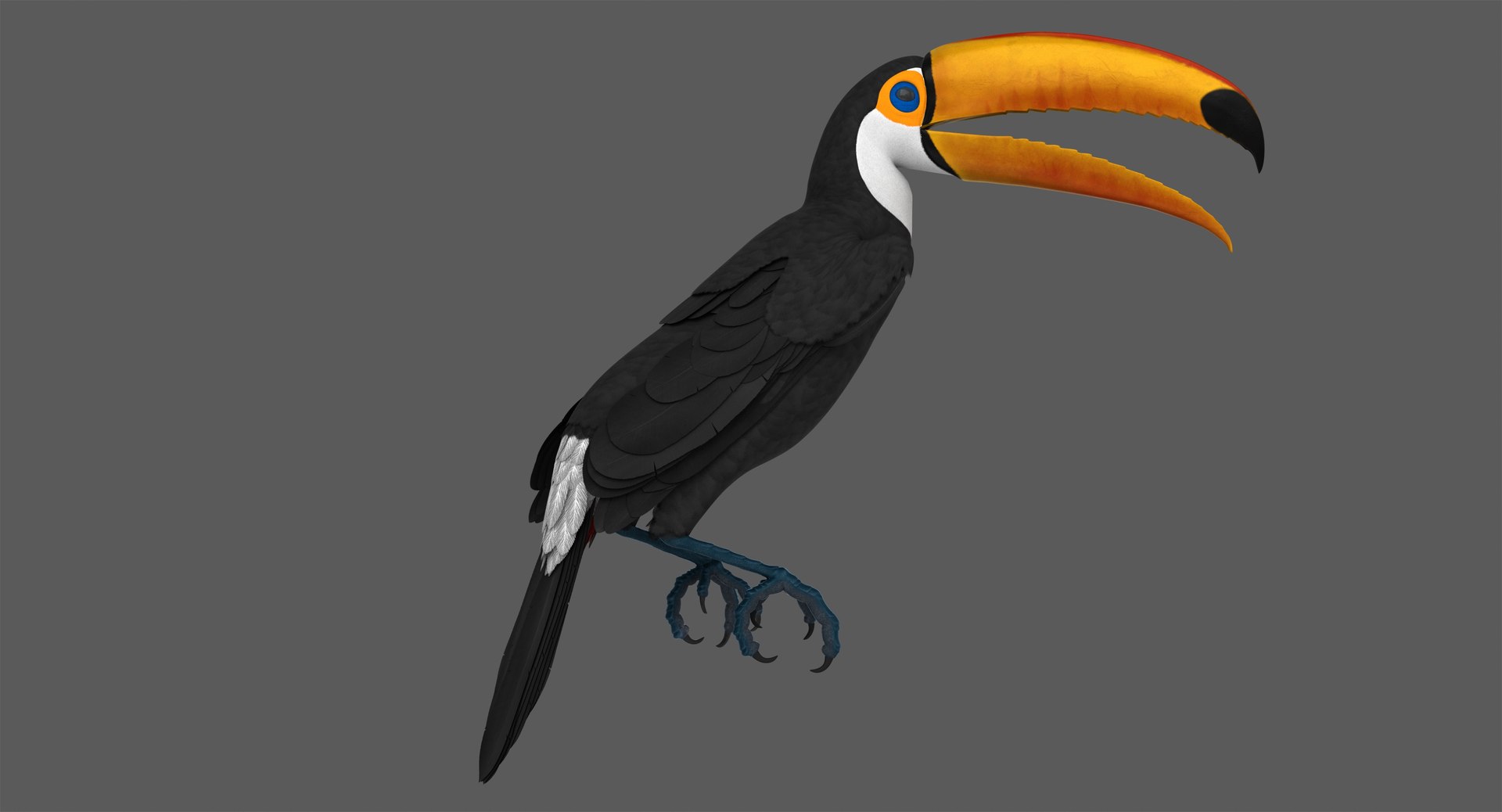 3D toco toucan animation https://p.turbosquid.com/ts-thumb/4p/f0ZFY0/zyOfiIaJ/toucan_poses_006/jpg/1531760613/1920x1080/fit_q87/7b52b9d6ab16b0bd891775bf2917188442a778fd/toucan_poses_006.jpg