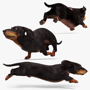 3D Black Dachshund Running Fur Animated Rigged for Maya