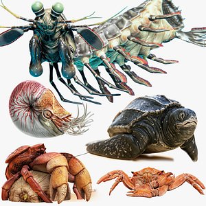 Red Crab - Coconut Crab - Mantis Shrimp - Sea Turtle - Nautilus - Marine Bundle 3D