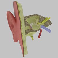 Ear anatomy cross section