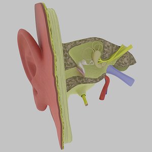Ear anatomy cross section