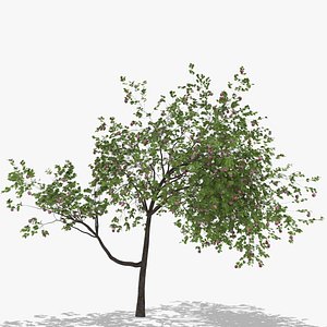 3D plum fruits hight model