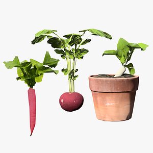 Game-Ready Radish Plants