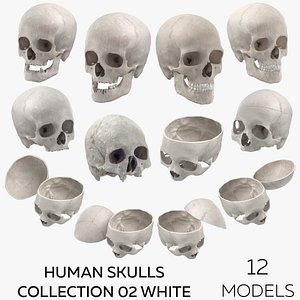 3D Human Skulls Collection 02 White - 12 models model