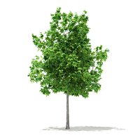 Sweetgum Tree (Liquidambar styraciflua) 3.6m