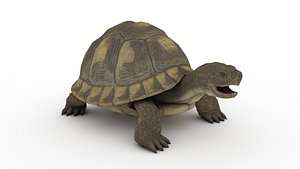 Turtle