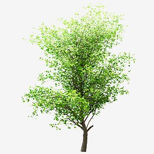 3D Set of China Tallow - Acer Pseudoplatanus and White oak Trees