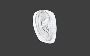 ear anatomy 3D