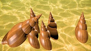 golden brown ancilla shell 3d model