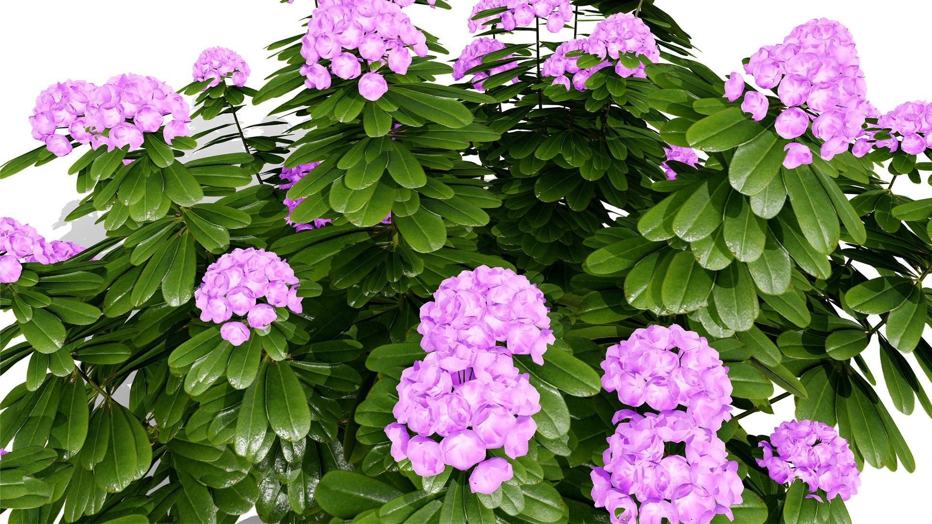 3D Japanese Flora Pack 02 model https://p.turbosquid.com/ts-thumb/4q/c230Hj/6A/japaneserhododendronza32l/jpg/1786310365/1920x1080/fit_q87/9d29070844b3ed64627dc7e41869c2287a6e3408/japaneserhododendronza32l.jpg