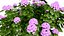 Japanese Flora Pack 02