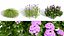 Japanese Flora Pack 02