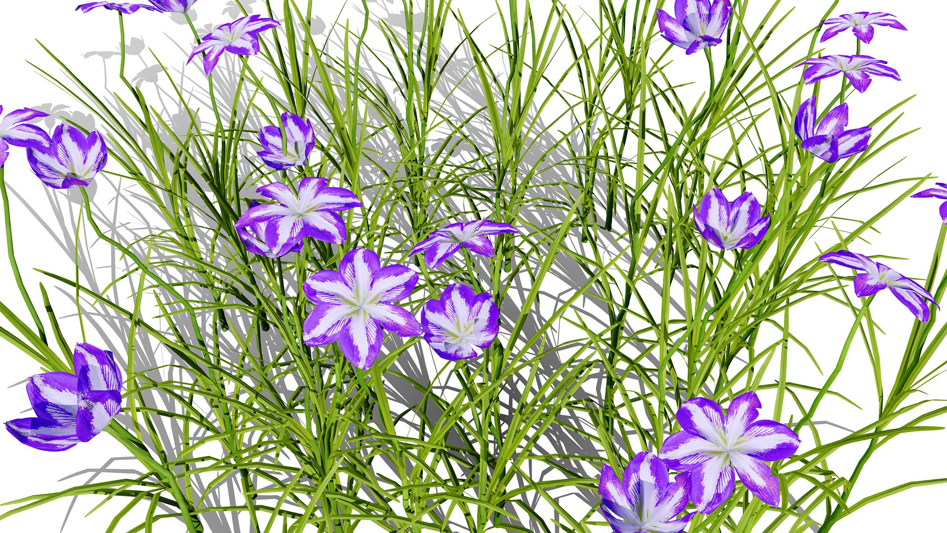 3D Japanese Flora Pack 02 model https://p.turbosquid.com/ts-thumb/4q/c230Hj/yT/japaneseirisensataz32l/jpg/1786310363/1920x1080/fit_q87/afb448a7eb81303d96231796ff393c939acb27b1/japaneseirisensataz32l.jpg