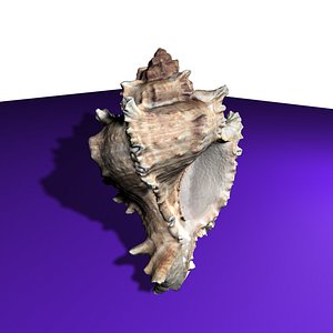 Seashell HighPoly