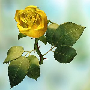 yellow rose 3d obj