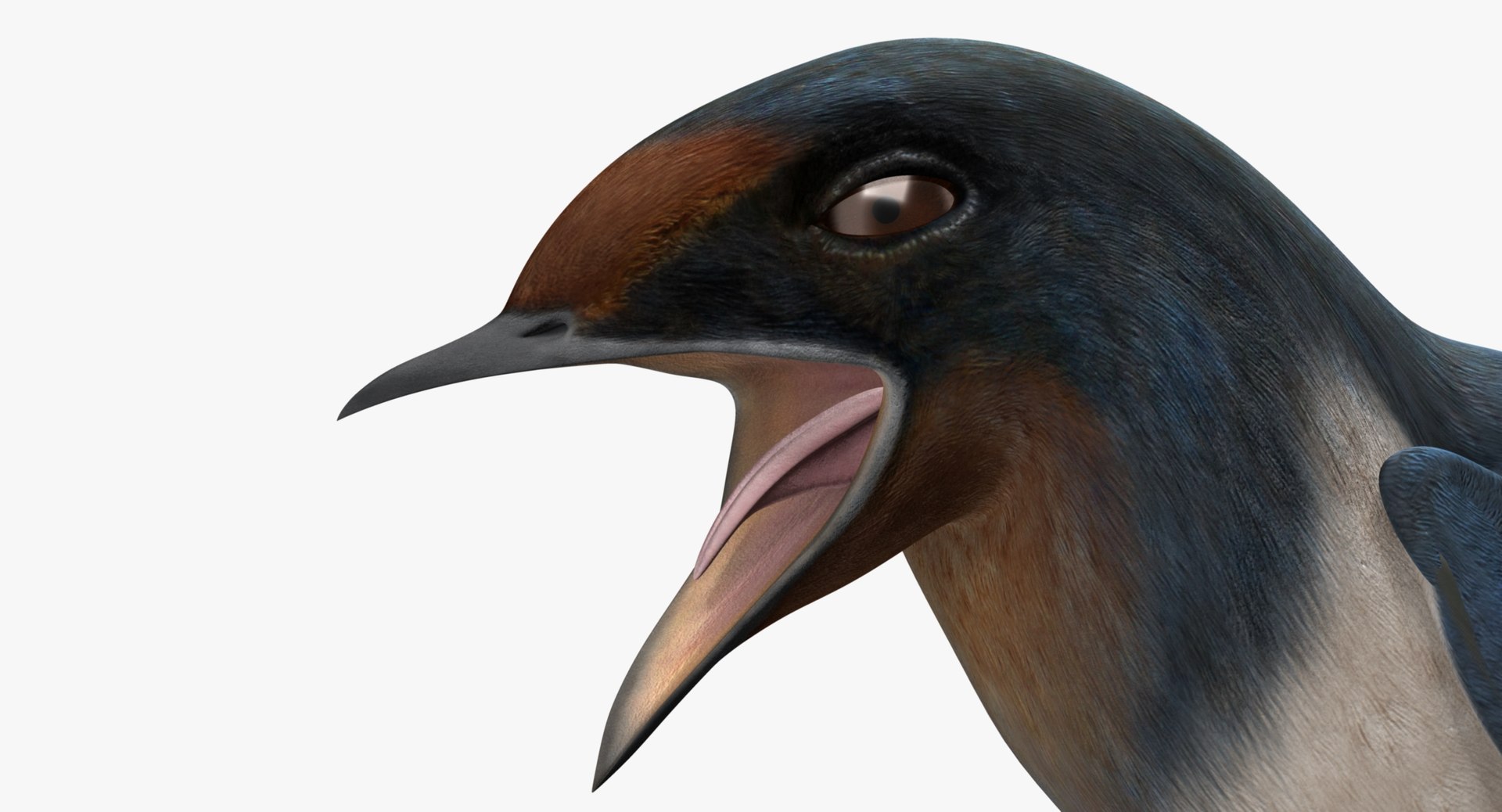 hirundo rustica barn swallow 3d obj https://p.turbosquid.com/ts-thumb/4q/rFPdvm/3P0pBfdK/f01/jpg/1436196508/1920x1080/fit_q87/481c1d31753cf25a98eb29f1300d5f5e5b9fd070/f01.jpg