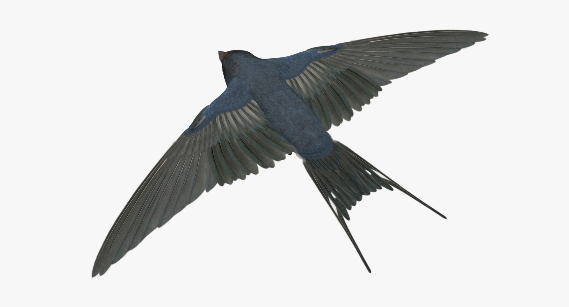 hirundo rustica barn swallow 3d obj https://p.turbosquid.com/ts-thumb/4q/rFPdvm/3vQr3mP2/r09/jpg/1436264759/1920x1080/fit_q87/2669dc76a0e6ecac00101ed39e47ce4dd0743772/r09.jpg