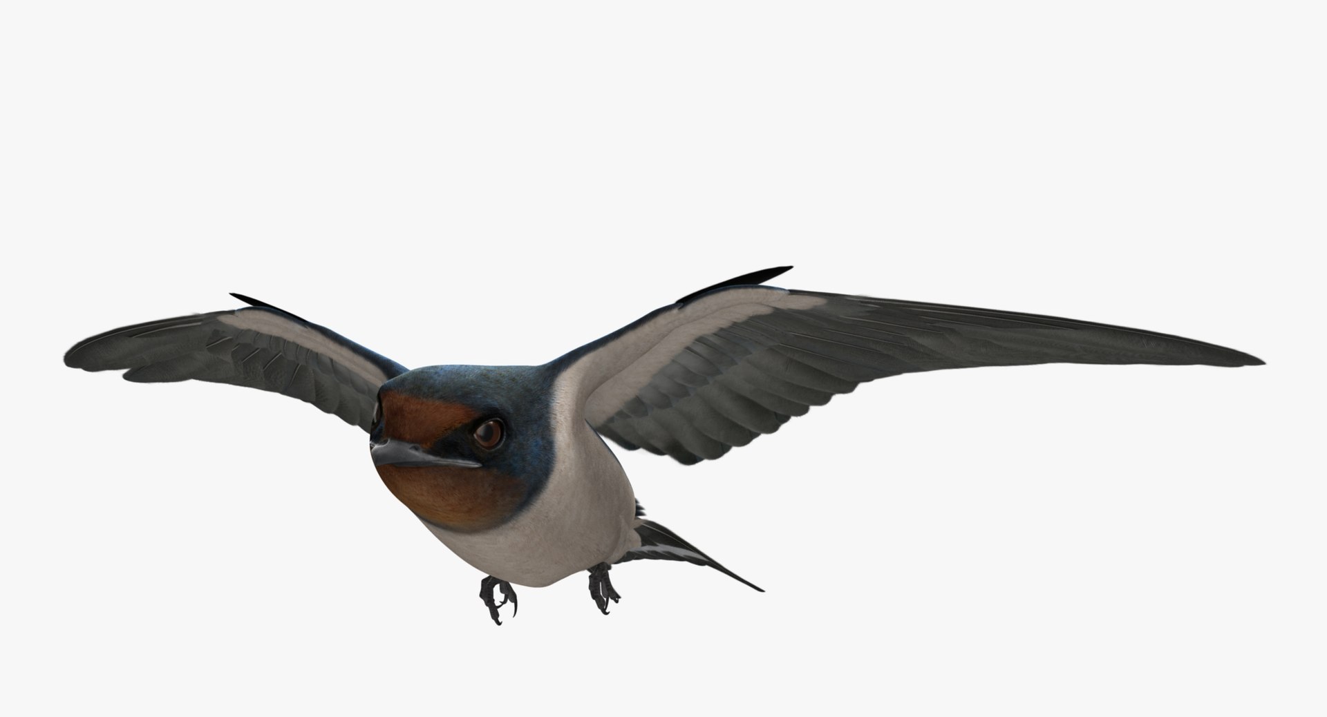 hirundo rustica barn swallow 3d obj https://p.turbosquid.com/ts-thumb/4q/rFPdvm/RJMp8zwt/r03/jpg/1436200850/1920x1080/fit_q87/374409123623a6aa0aa5158c49d8aa7065f41add/r03.jpg