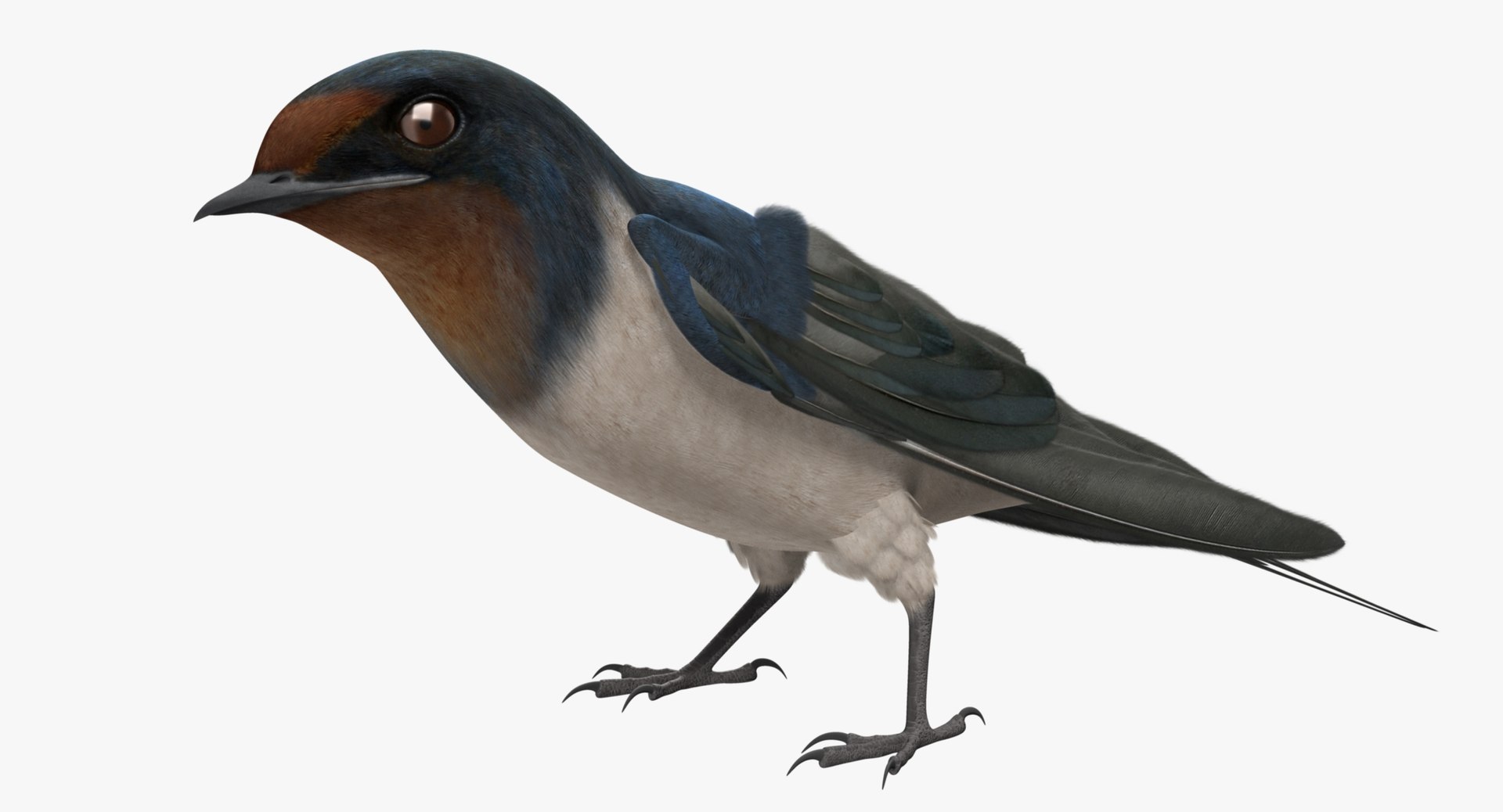 hirundo rustica barn swallow 3d obj https://p.turbosquid.com/ts-thumb/4q/rFPdvm/v1dCn43T/r05/jpg/1436203656/1920x1080/fit_q87/1b6b5091d3d366b7223cb4519913f6d5ee0e60bb/r05.jpg