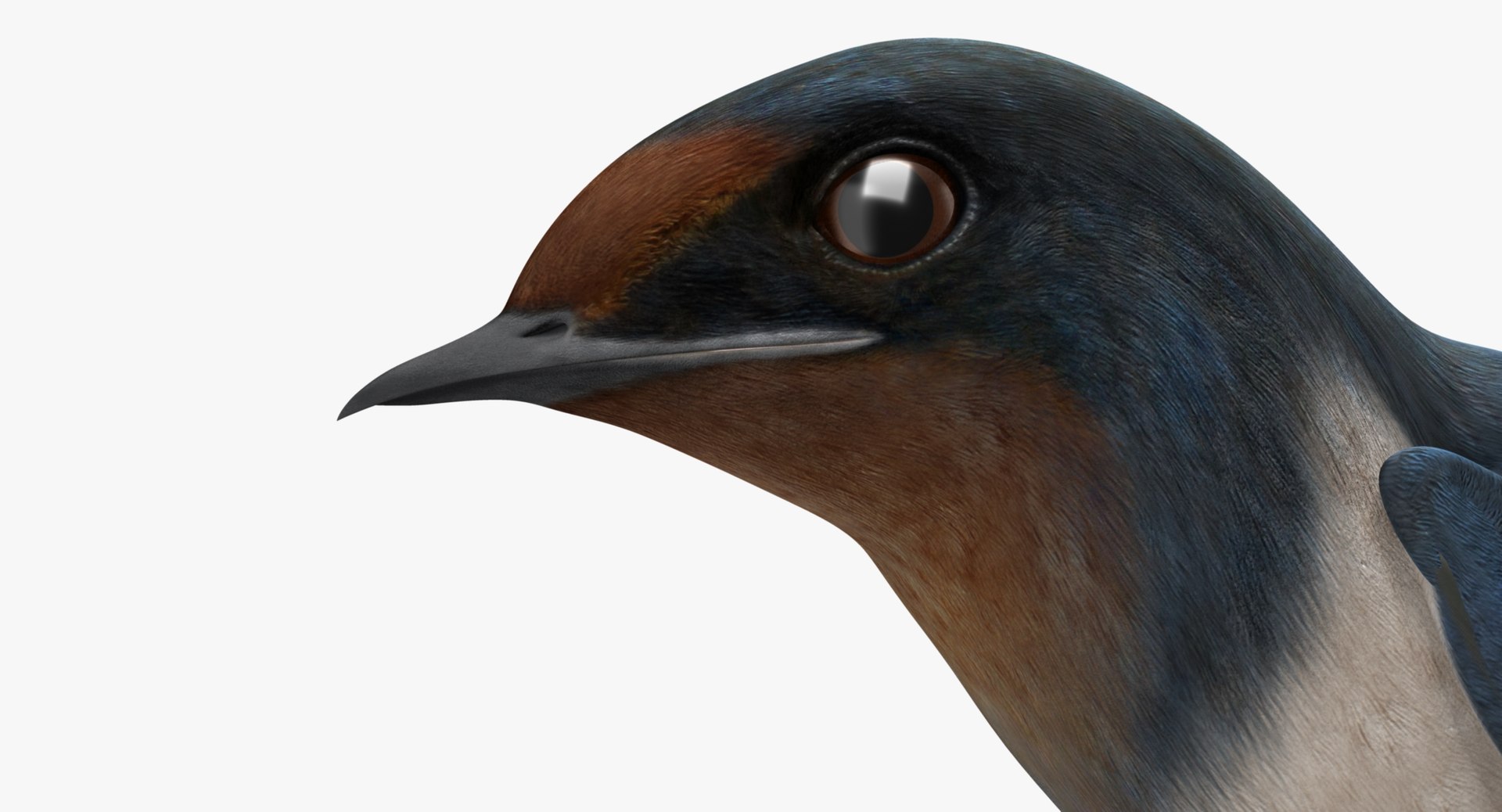 hirundo rustica barn swallow 3d obj https://p.turbosquid.com/ts-thumb/4q/rFPdvm/x7a4PSjE/f02/jpg/1436196519/1920x1080/fit_q87/d5c892a27f12860c185dd1c1104f25f89ff8ac28/f02.jpg