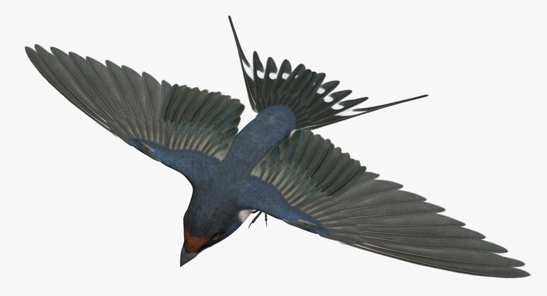 hirundo rustica barn swallow 3d obj https://p.turbosquid.com/ts-thumb/4q/rFPdvm/zi188W9F/r00/jpg/1436125550/1920x1080/fit_q87/e2b4c3fed6fa3657c8f64ab56bb9e7b1f1fd324a/r00.jpg