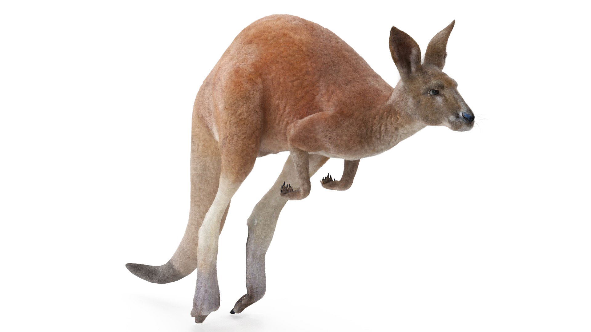 Kangaroo in Motion Fur 3D model preview