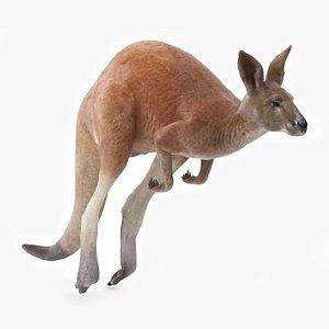 Kangaroo in Motion Fur