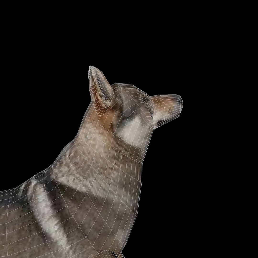 Wolf Model - TurboSquid 1736748