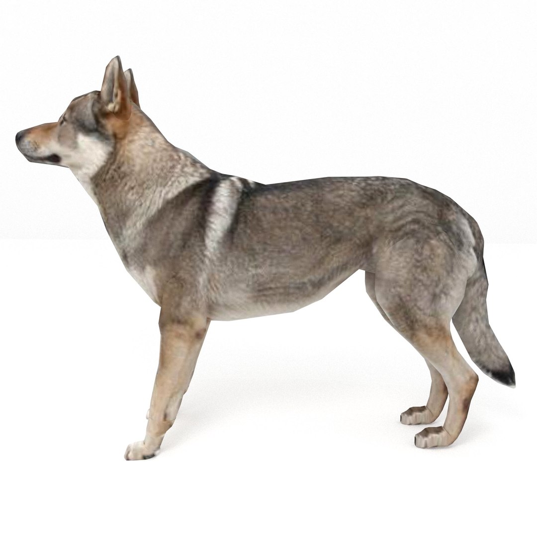 Wolf Model - TurboSquid 1736748