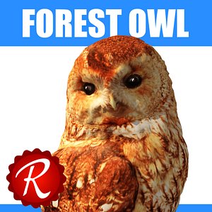 forest owl 3d model