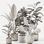 Conjunto de plantas de interior 01