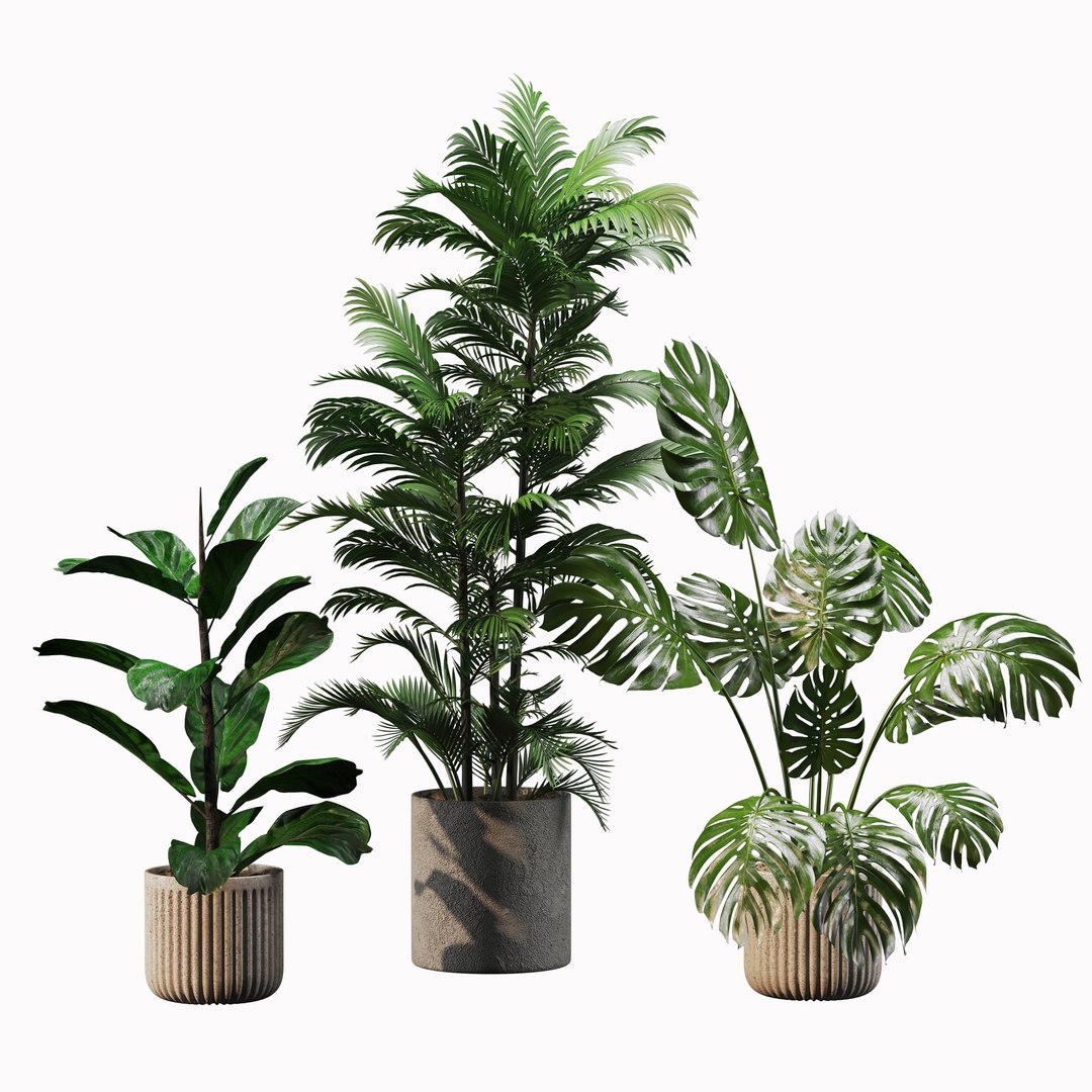 3D Indoor Plant Set 01 https://p.turbosquid.com/ts-thumb/4r/5z2WV6/V0/view03/jpg/1721302626/1920x1080/fit_q87/6c023eeb3ce4972f9598ac24aab2310f467d87ce/view03.jpg