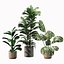 Conjunto de plantas de interior 01