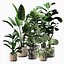 Conjunto de plantas de interior 01