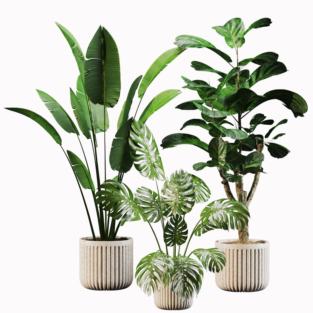 3D Indoor Plant Set 01 https://p.turbosquid.com/ts-thumb/4r/5z2WV6/yG/view02/jpg/1721302626/1920x1080/fit_q87/4b37cd3b752ef1f1816c1ed9d621d8167a4fead4/view02.jpg
