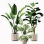 Conjunto de plantas de interior 01