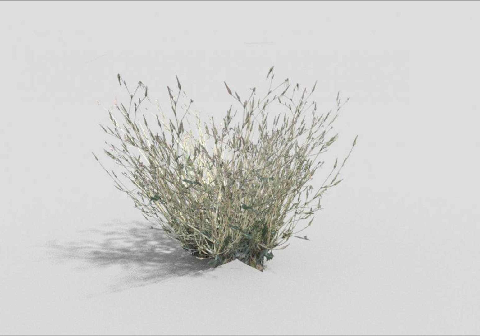 Meadow Grass 3d Model